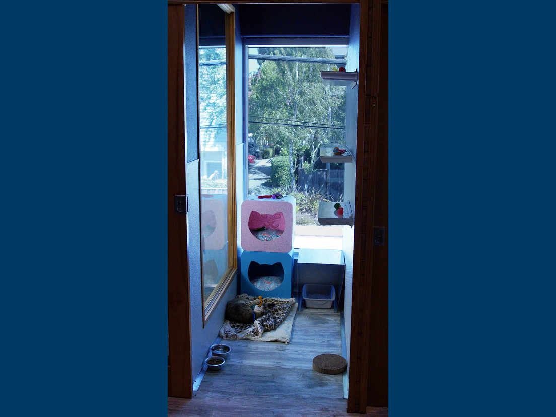 A spacious cat villa