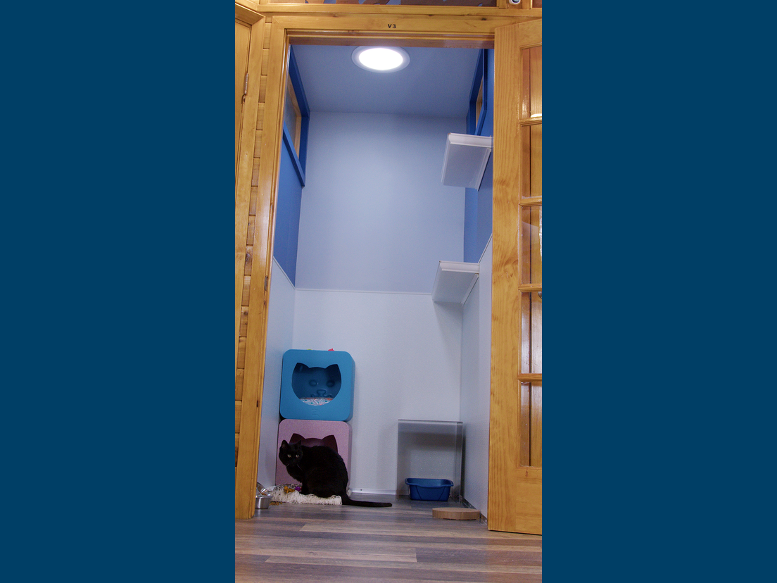 cats enjoy our villa suite