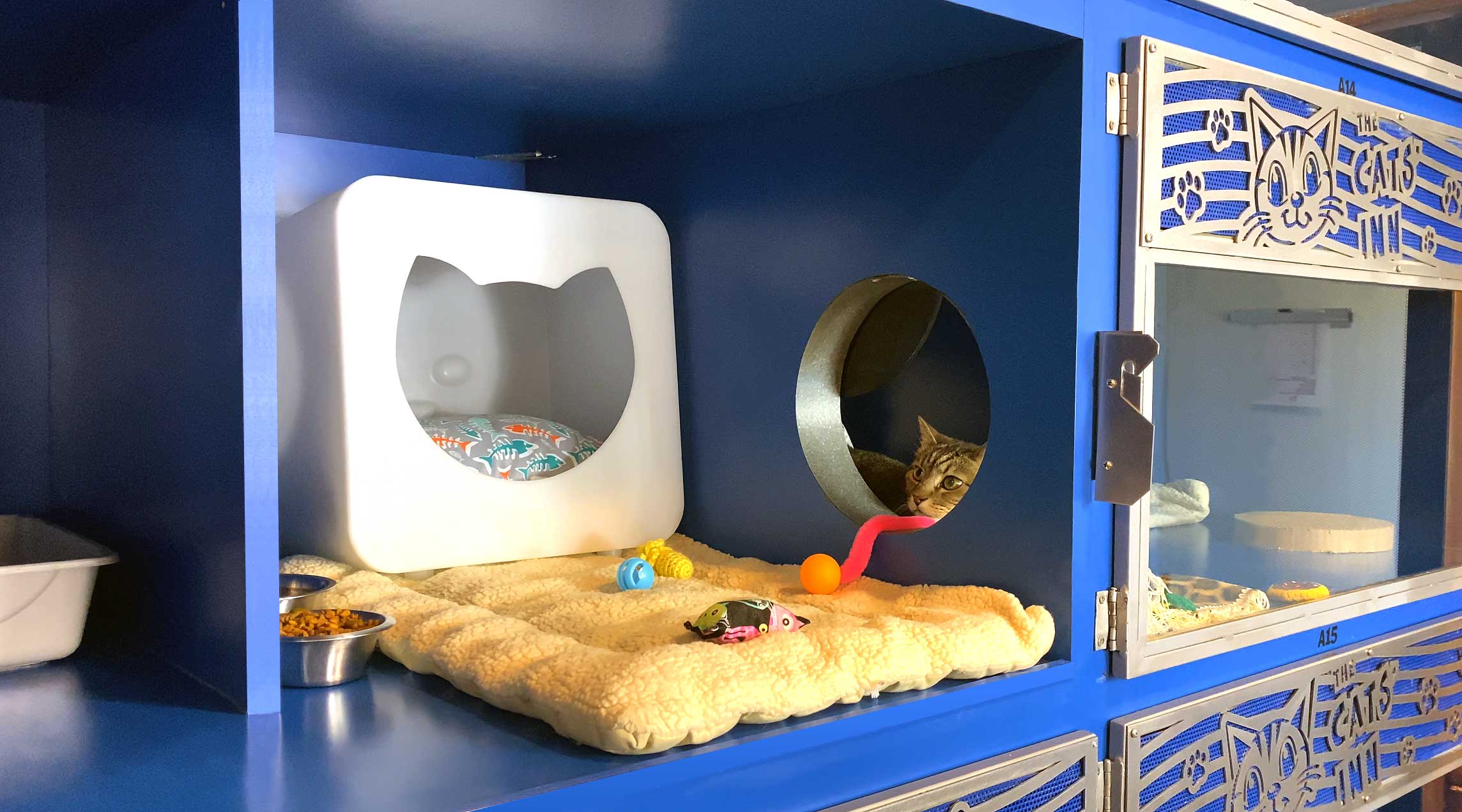 Cat in adjoining suite