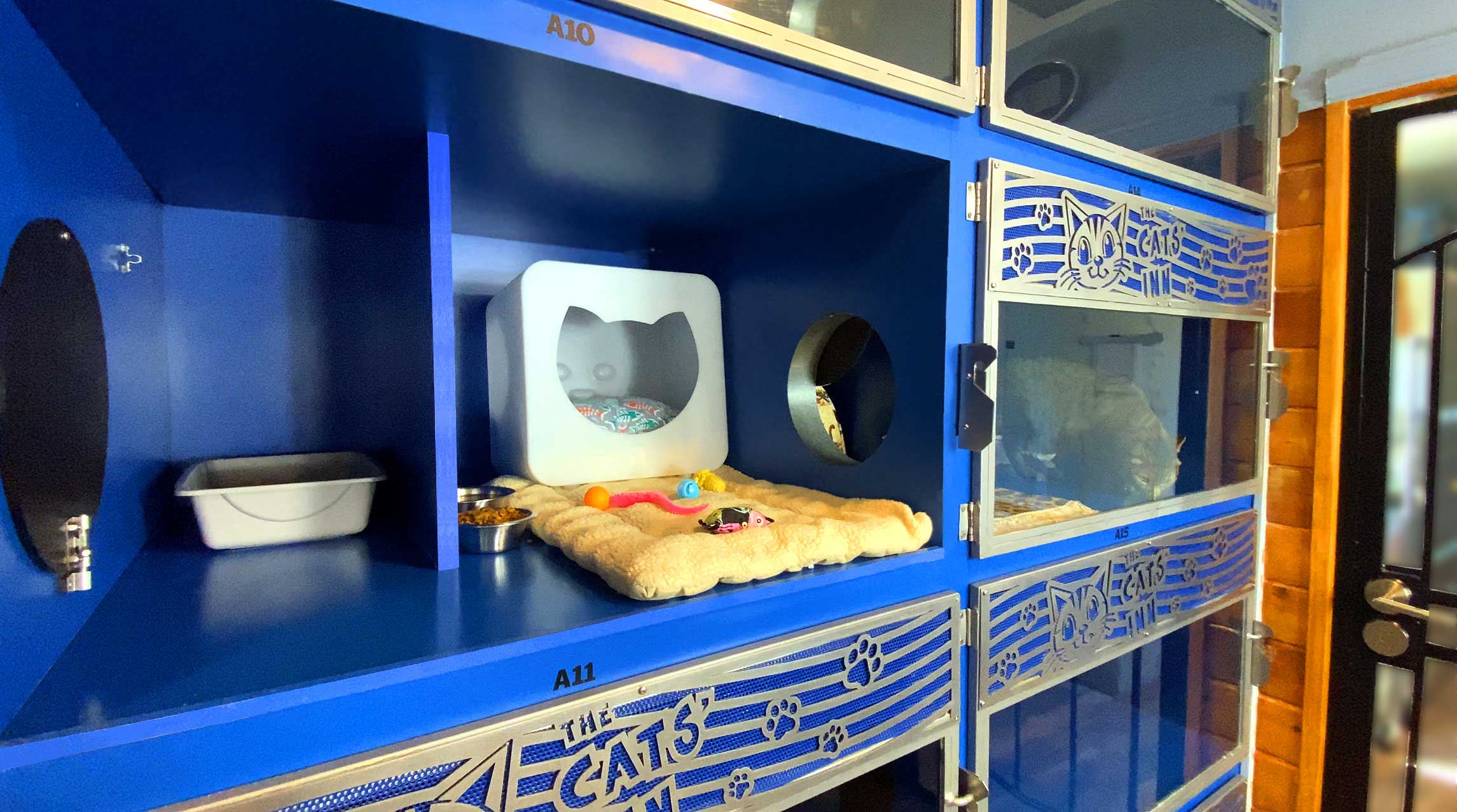 Family cats enjoy our suites