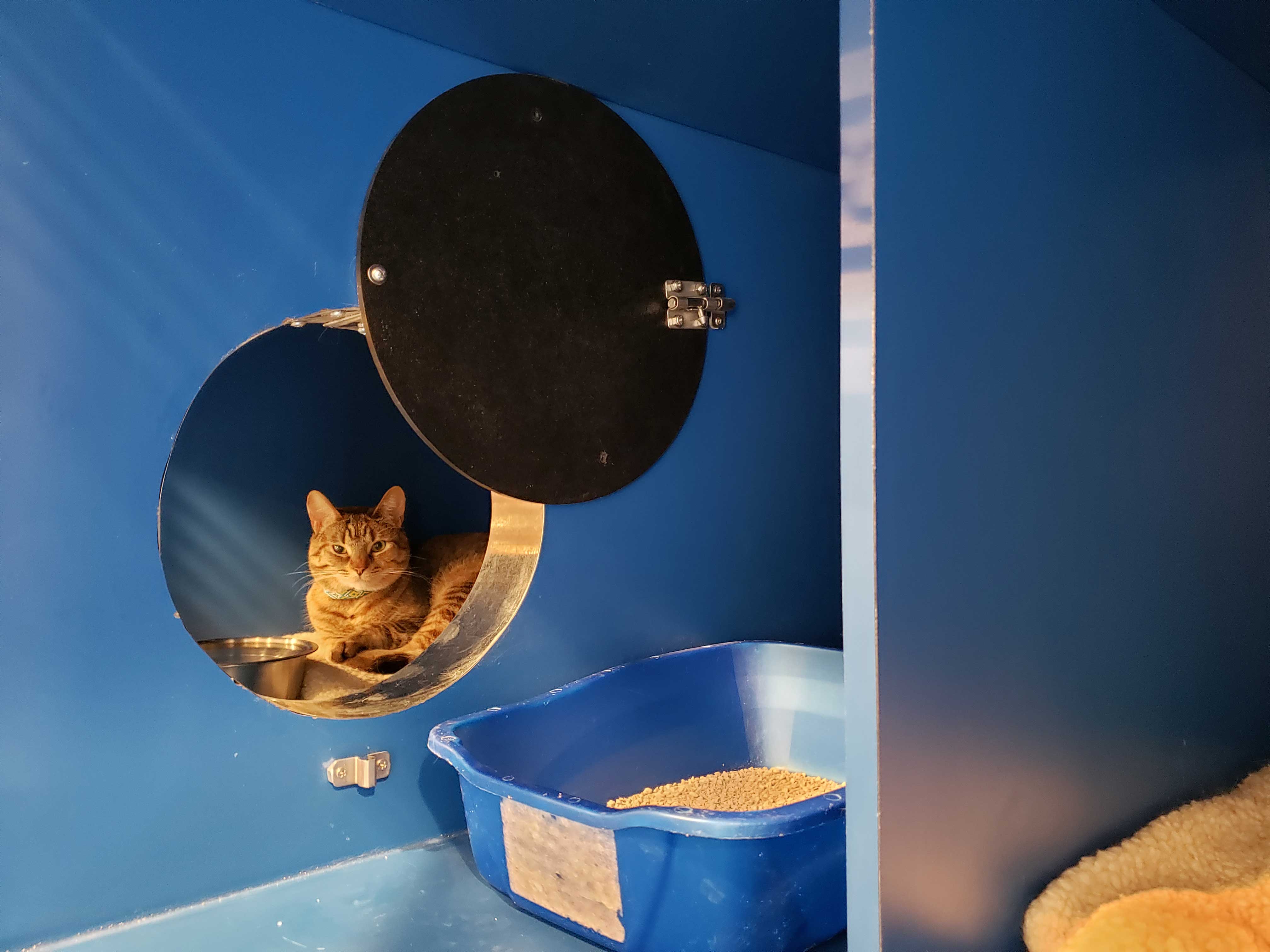 cat peaking through suite door