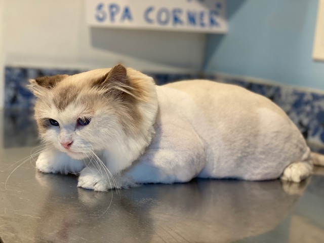 Picture of body shave