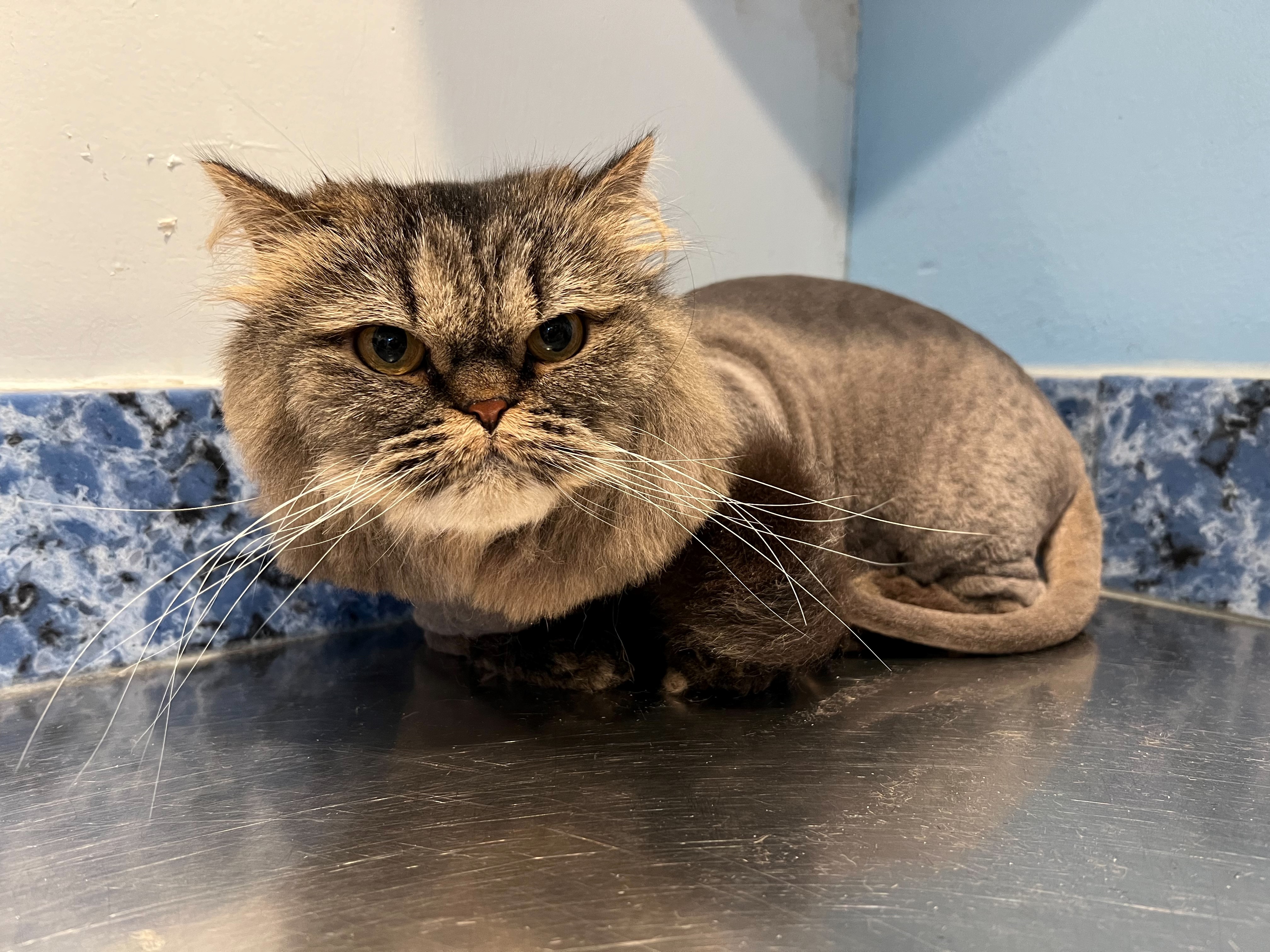 Beary After their Lion Cut