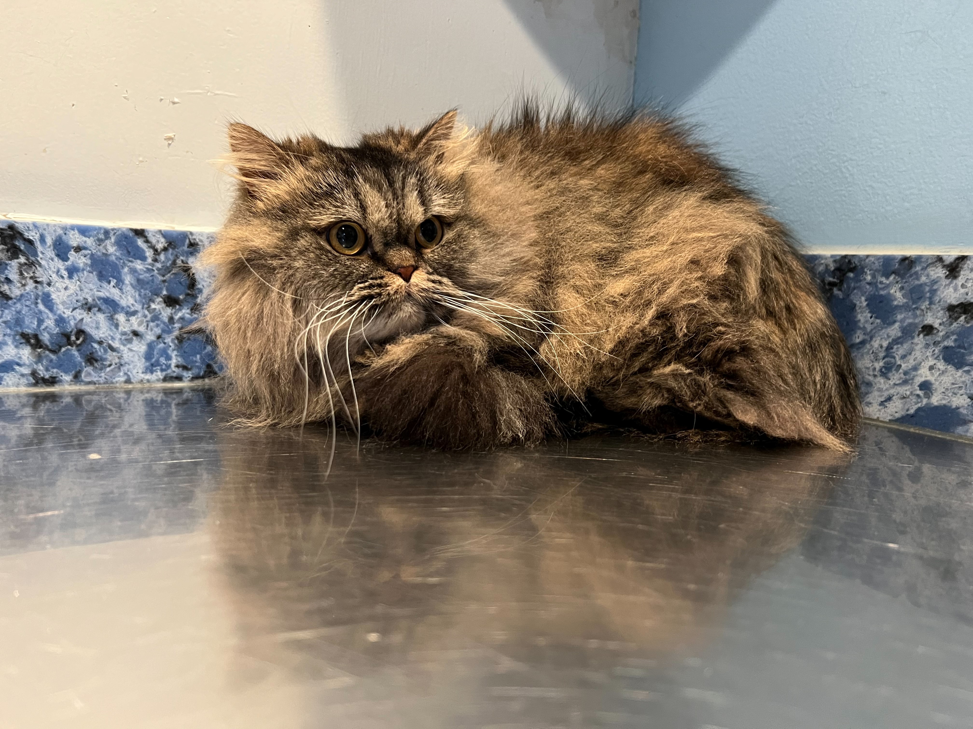 Beary Before their Lion Cut