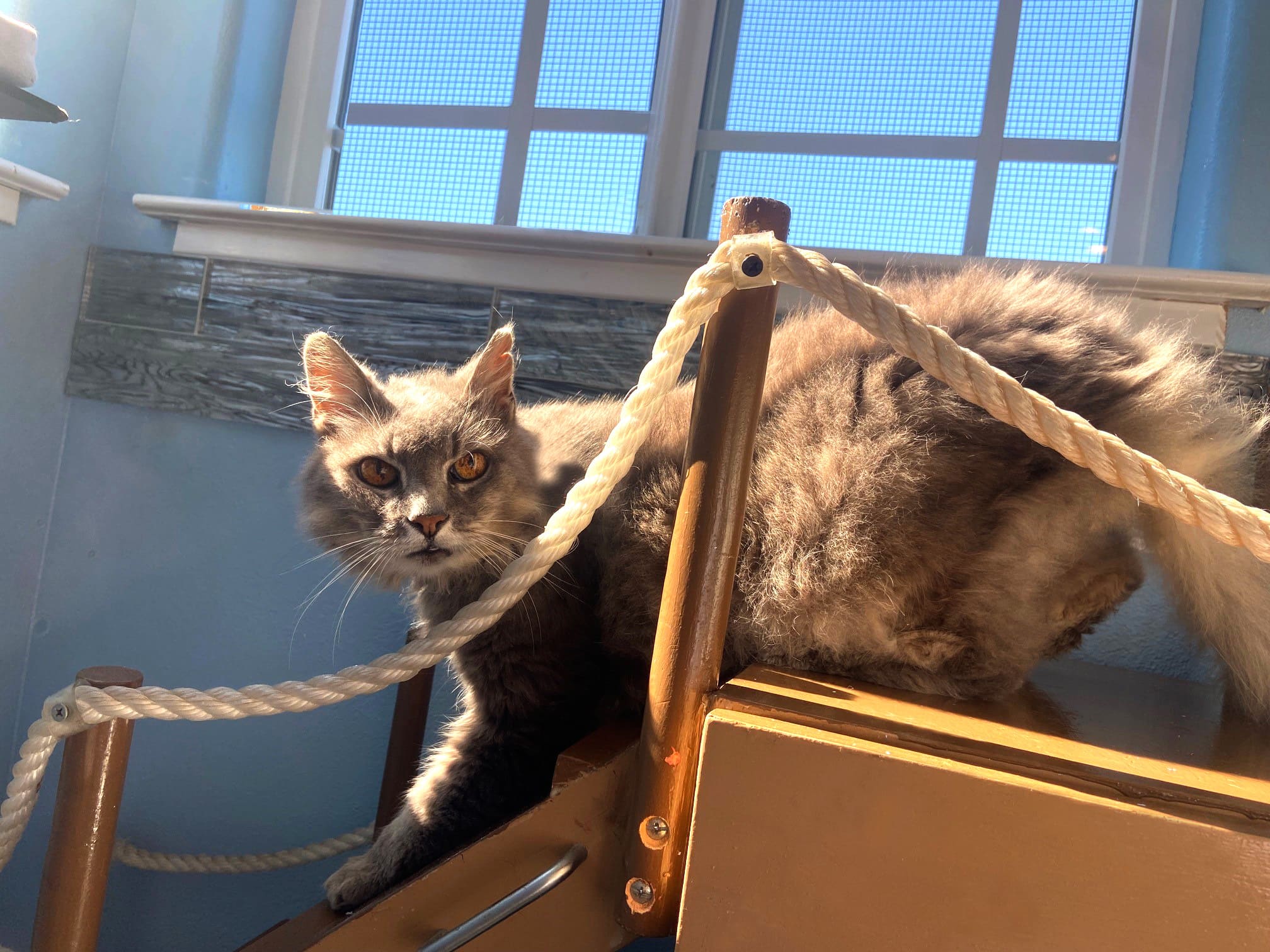 Boat themed playroom for cats