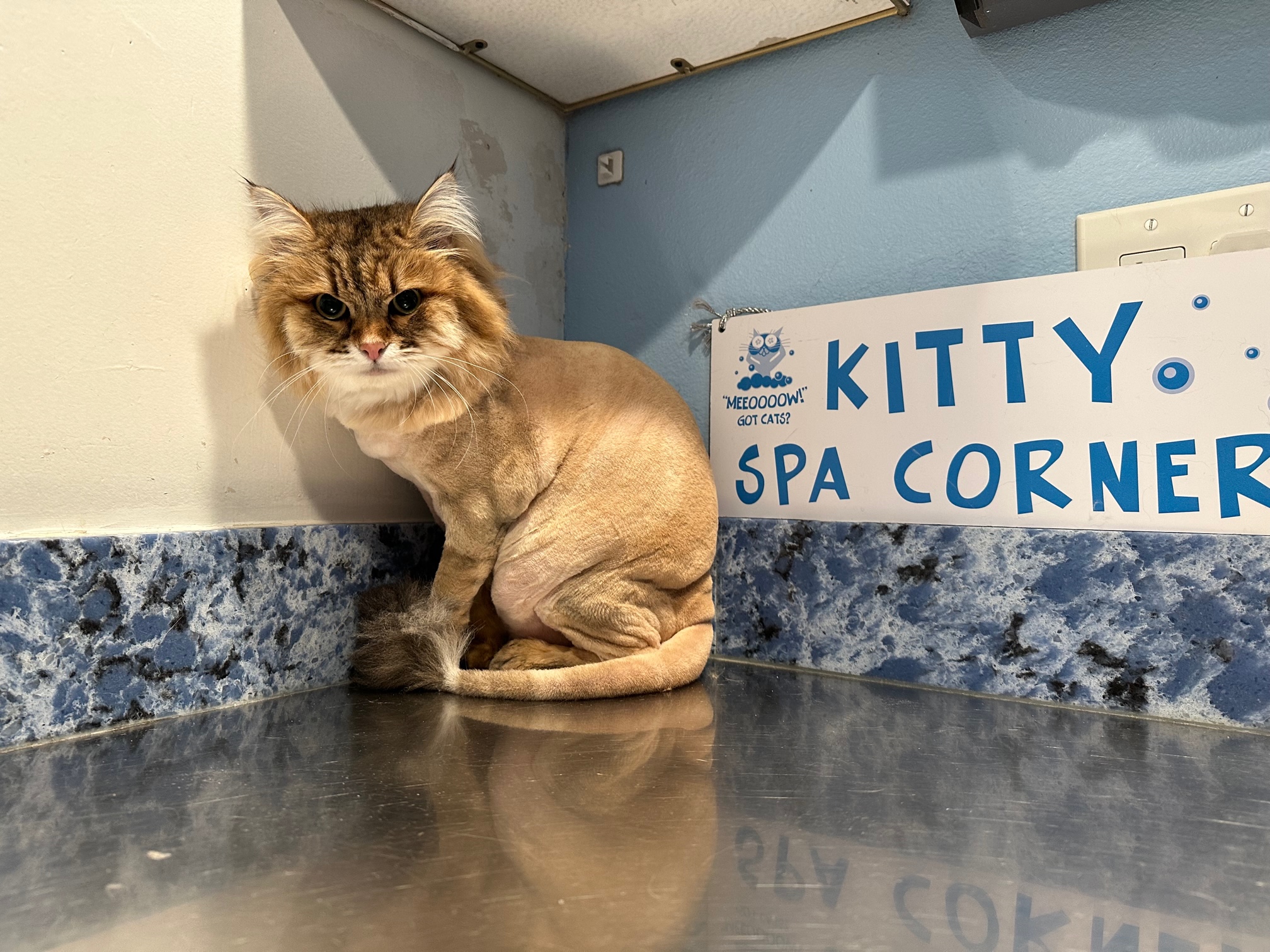 Cat with a Body Shave and a Pom Tail