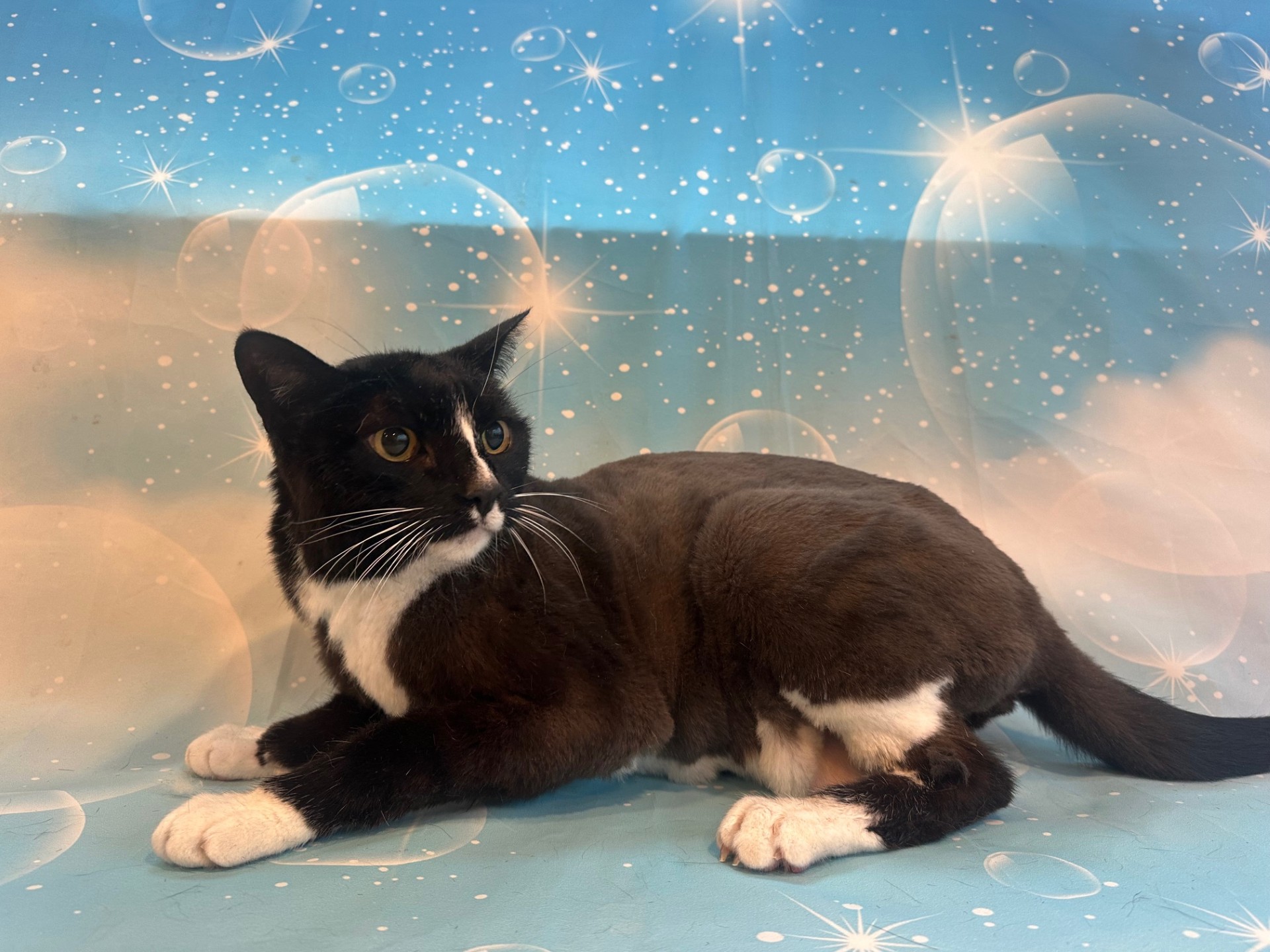 Have your cats fur trimmed