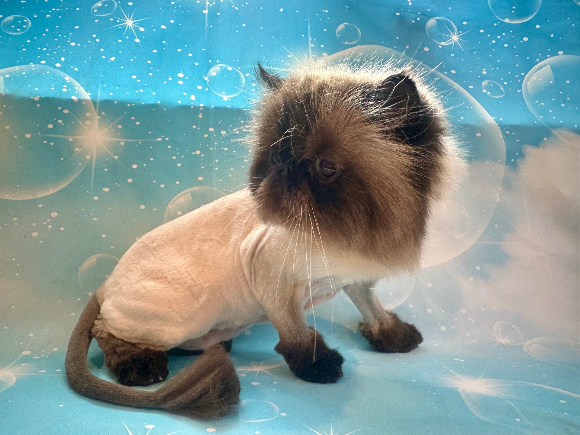 Close Shave with a Pom Tail