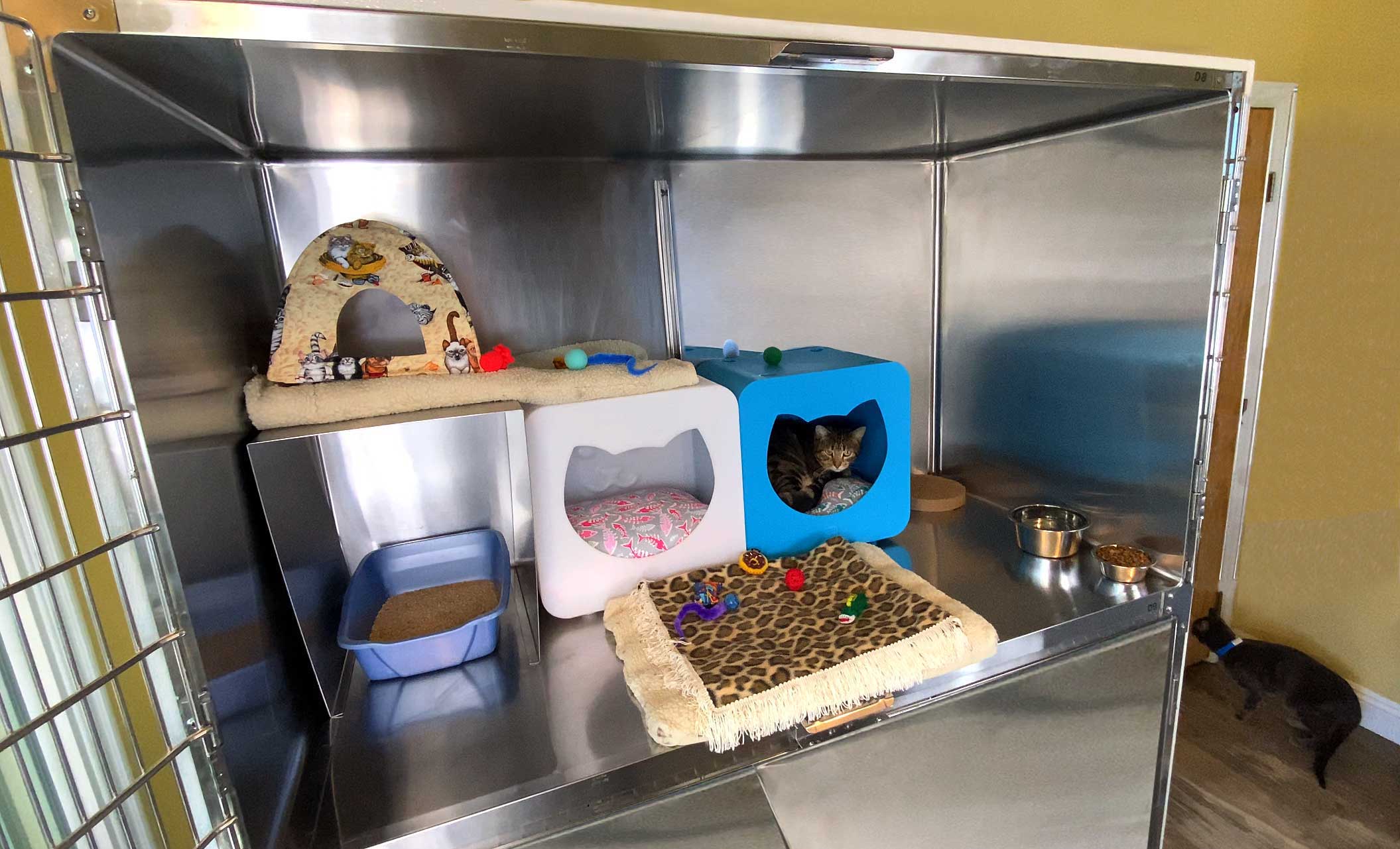 Cats enjoy our double suite