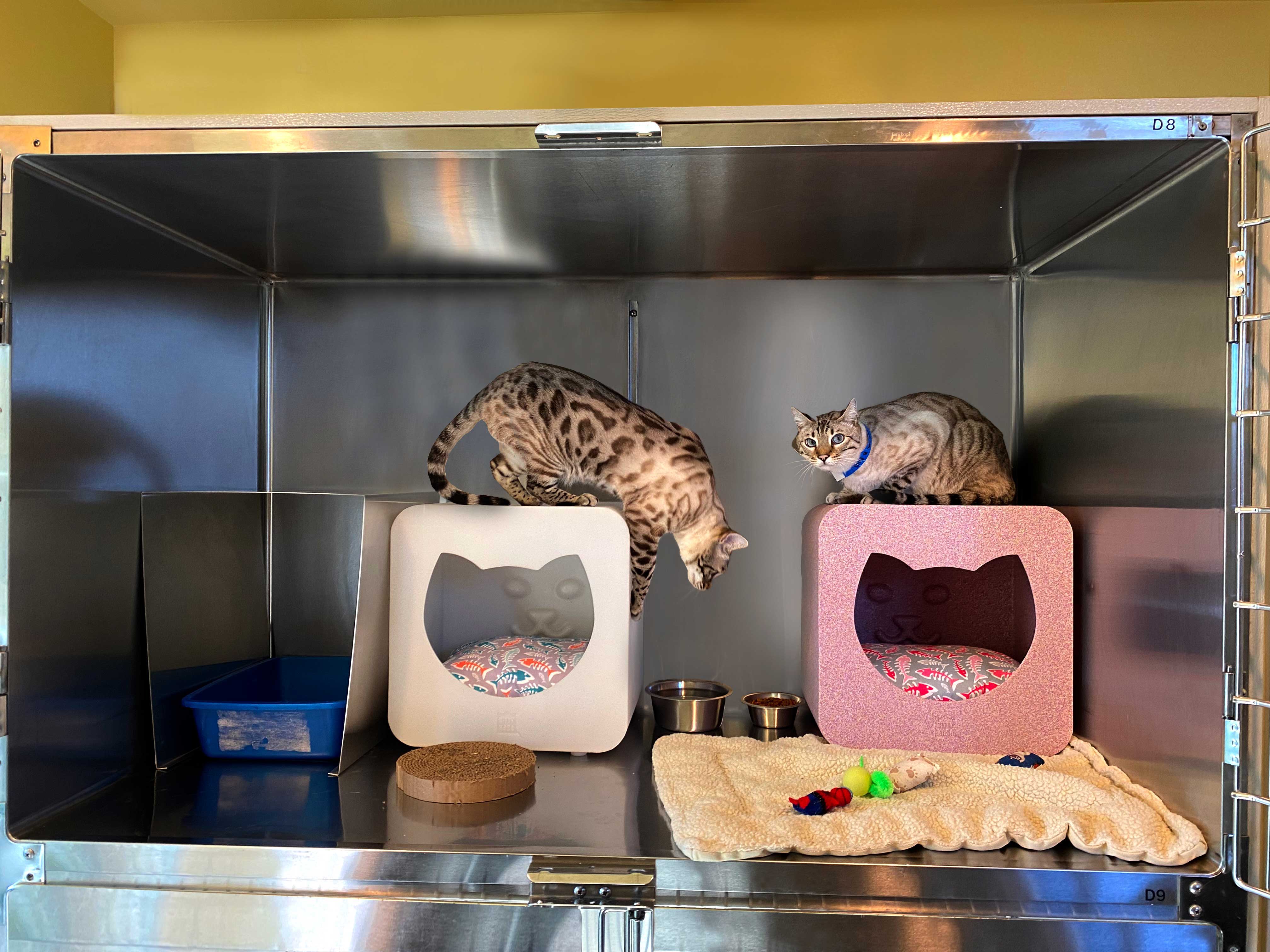 Cats playing in double suite