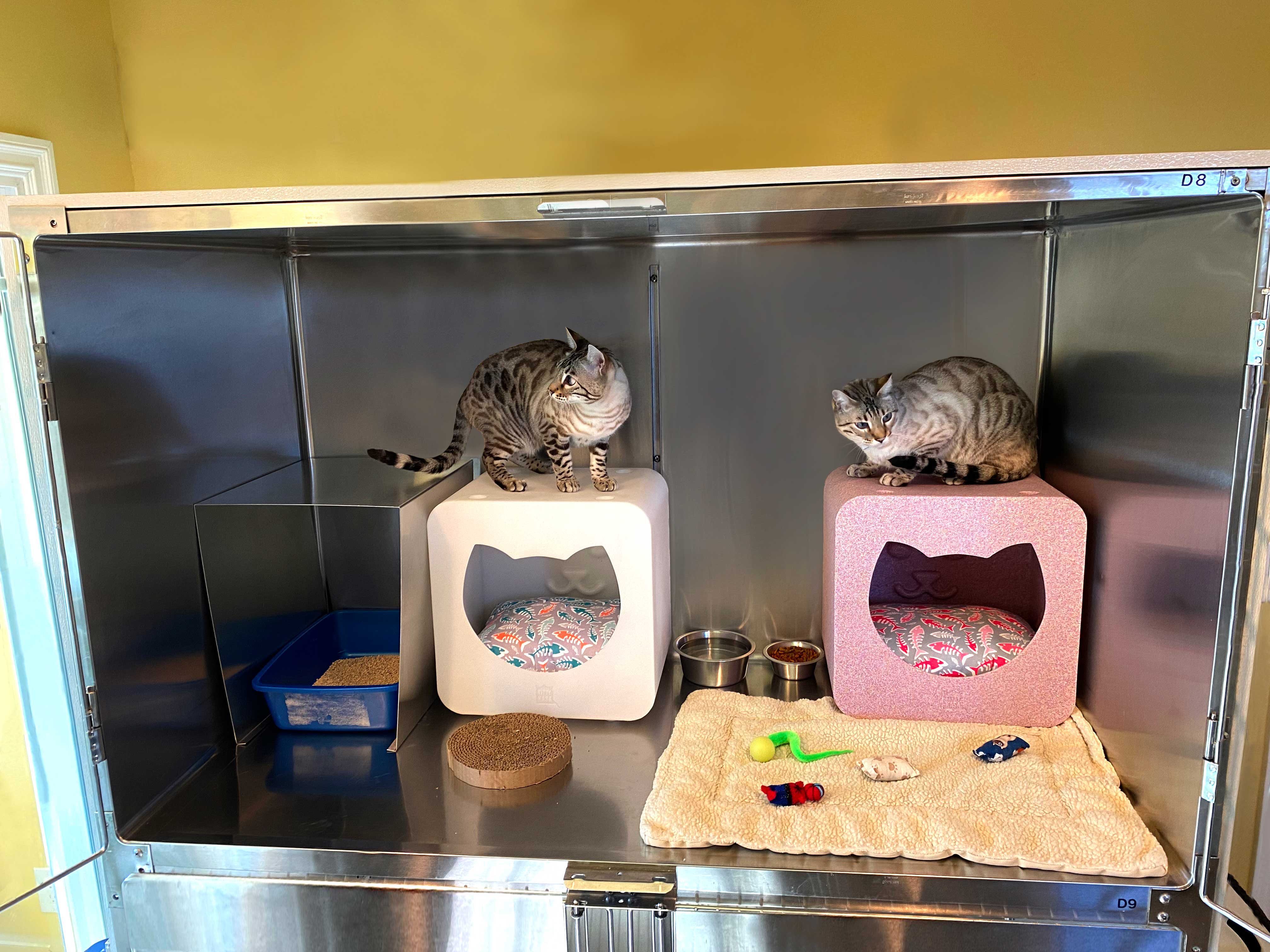 Cats only double suite