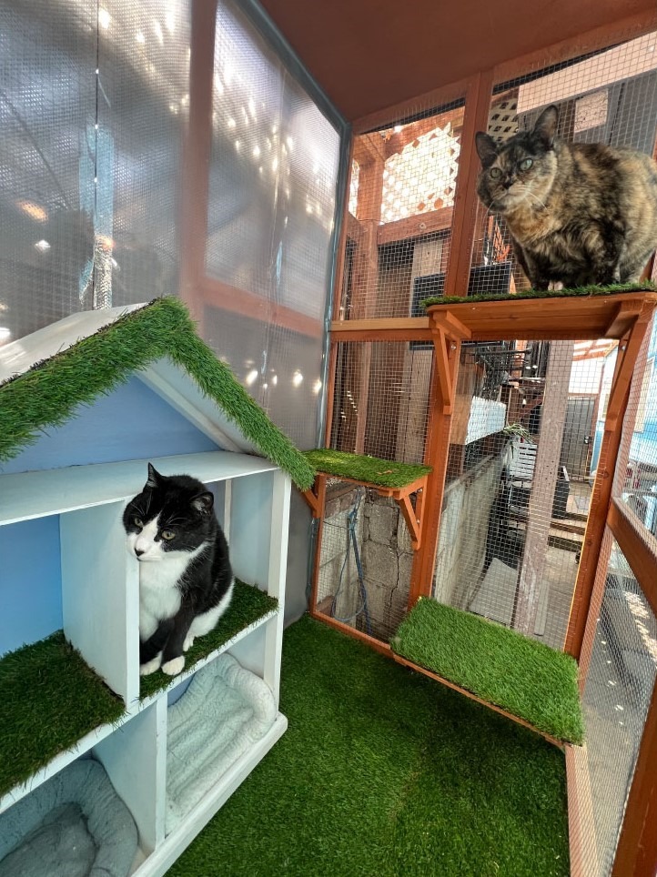 Cats enjoy the fresh air