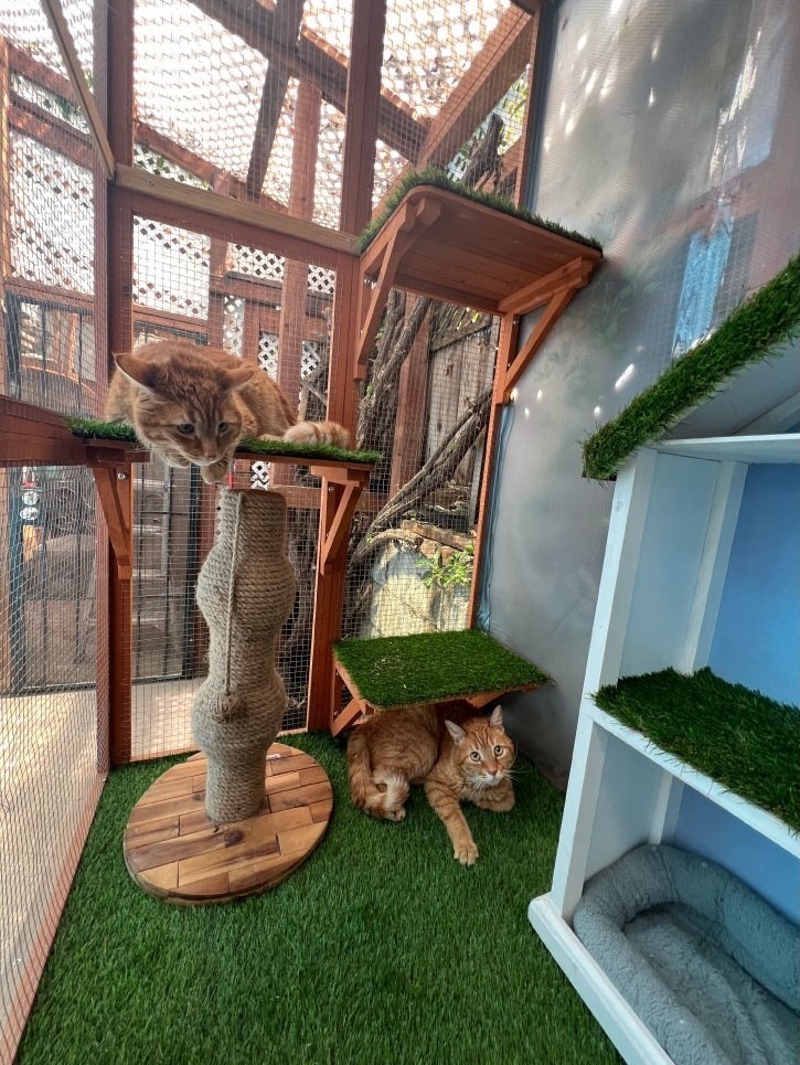 Cats in our outdoor playroom