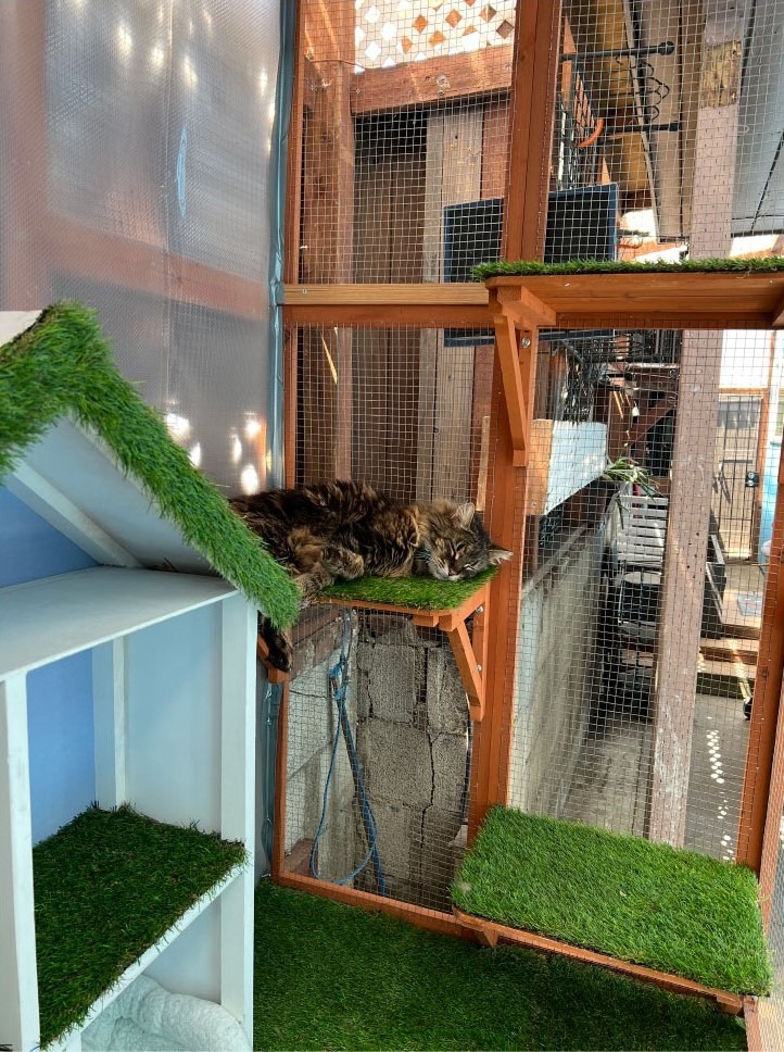 The cats' inn outdoor playroom