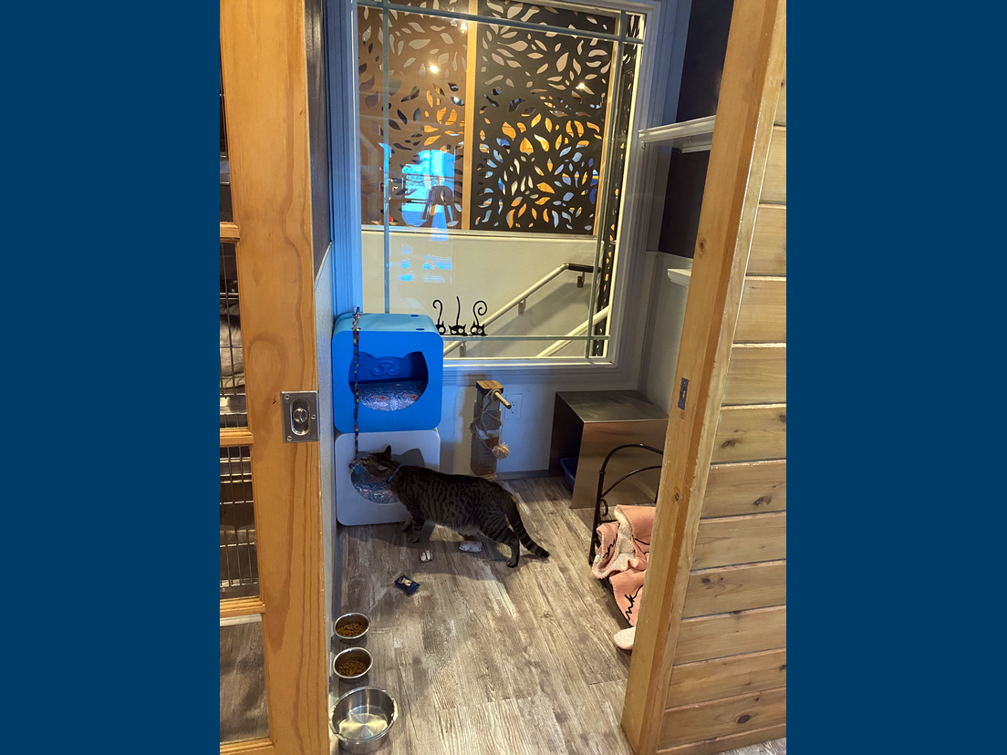 extra room for larger cat families