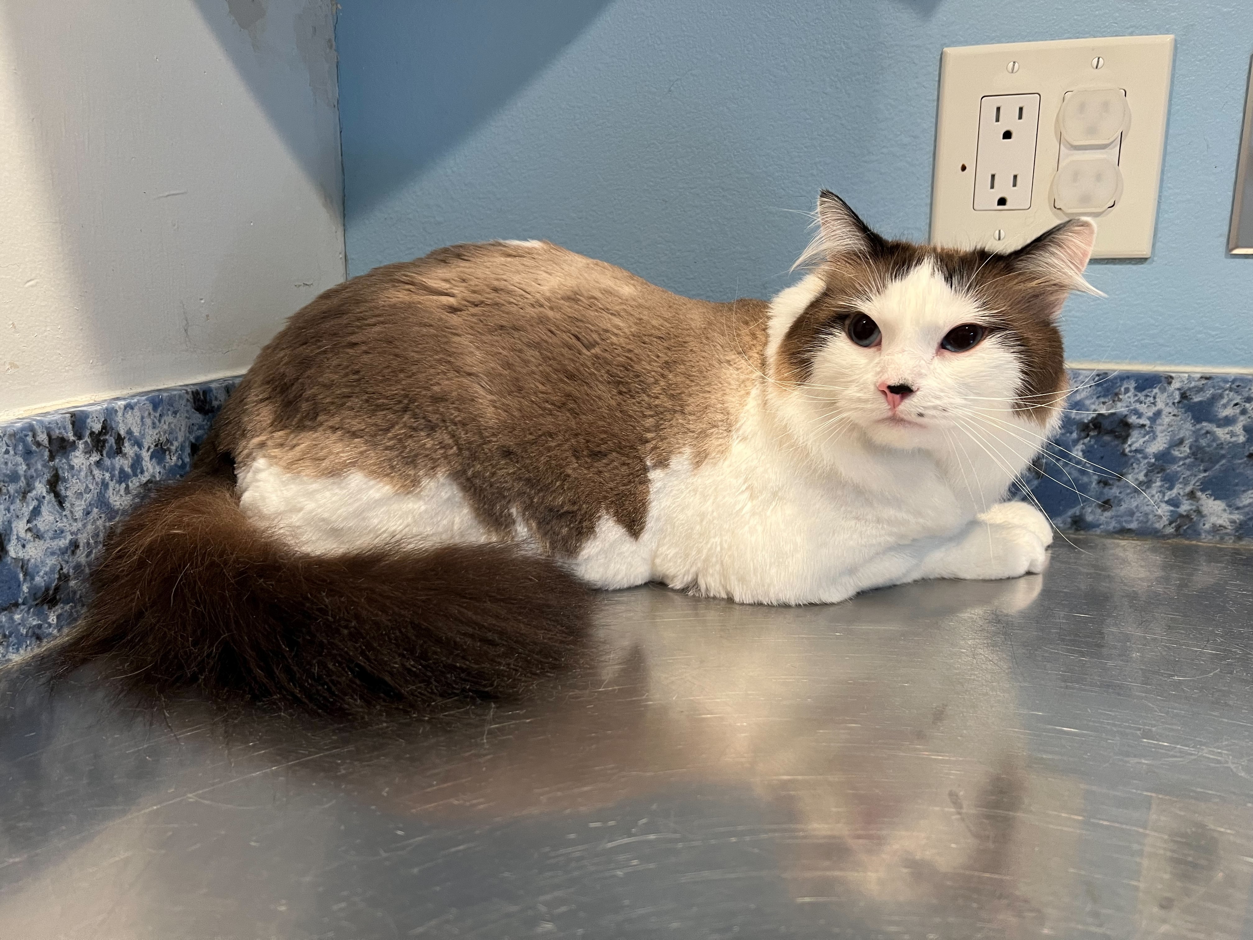 Cat with 1/2 inch trimmed fur