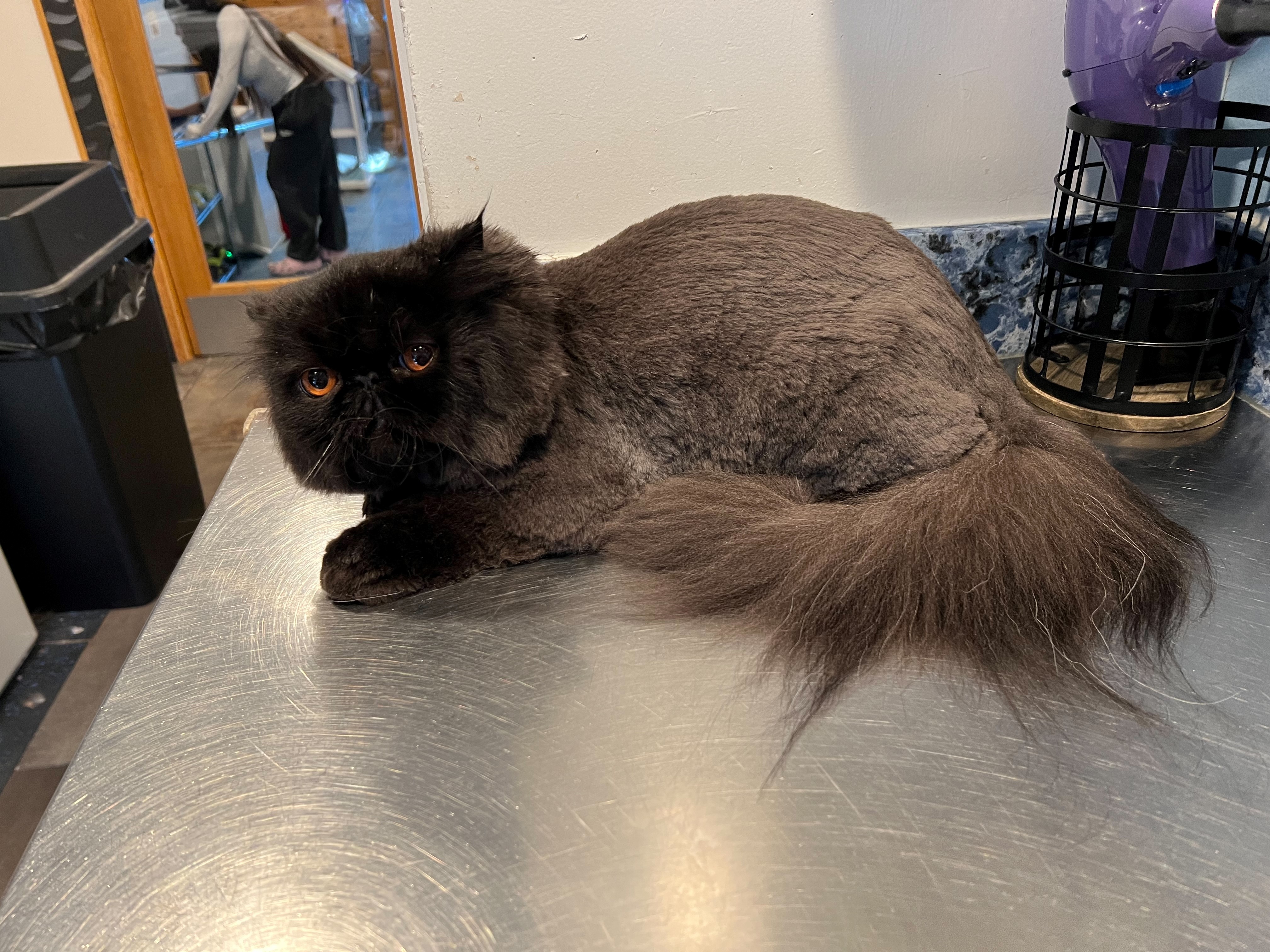 Quarter inch trimmed fur