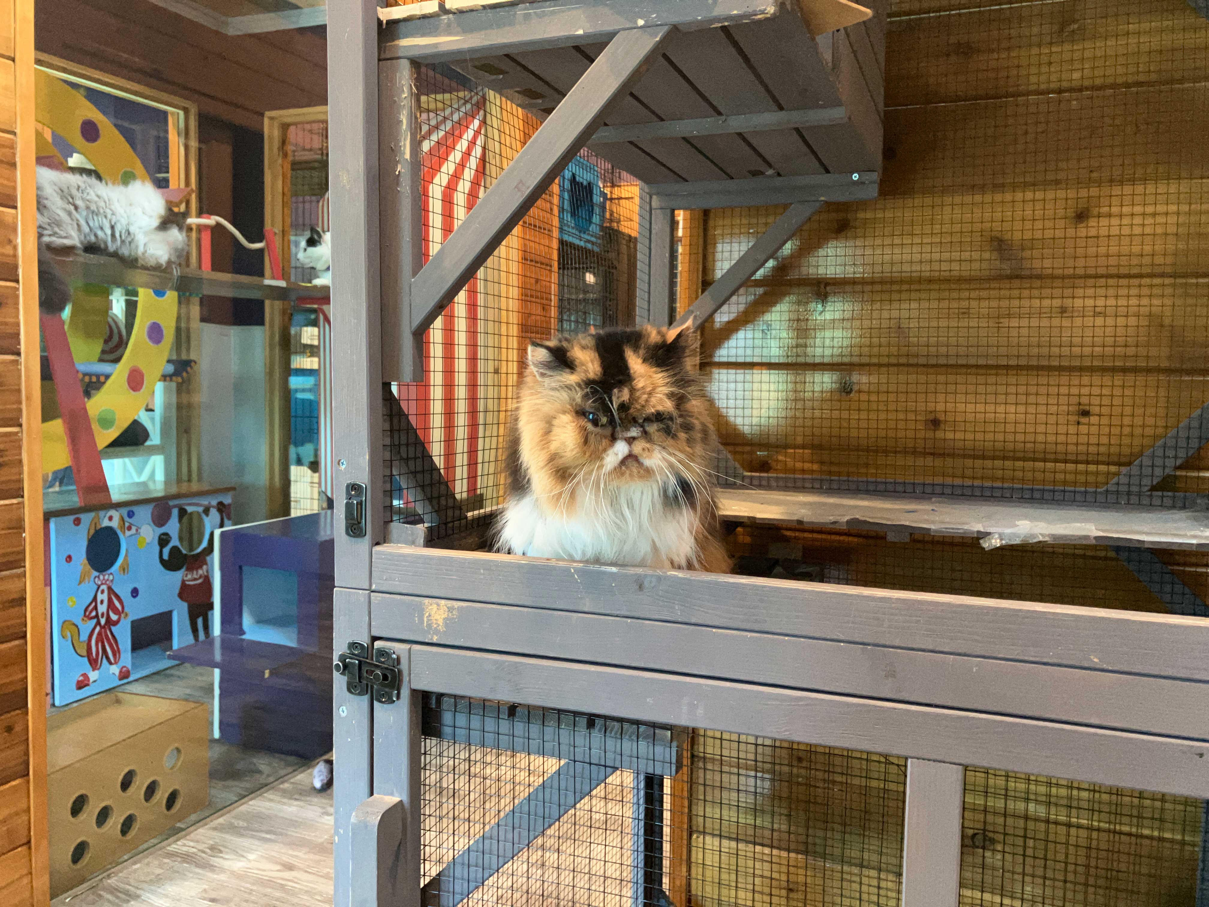cat resting in the playroom
