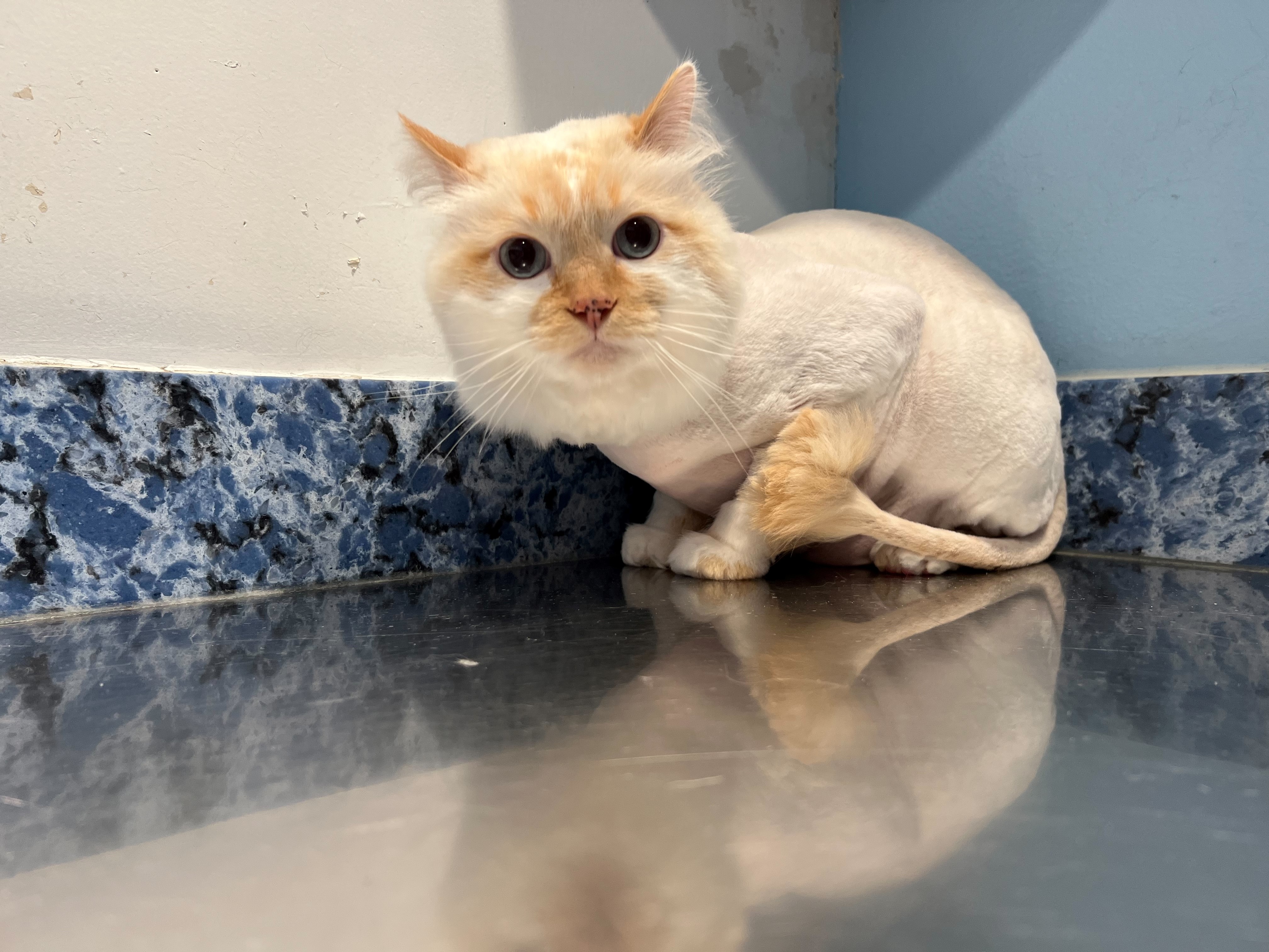 Body Shave with a Pom Tail