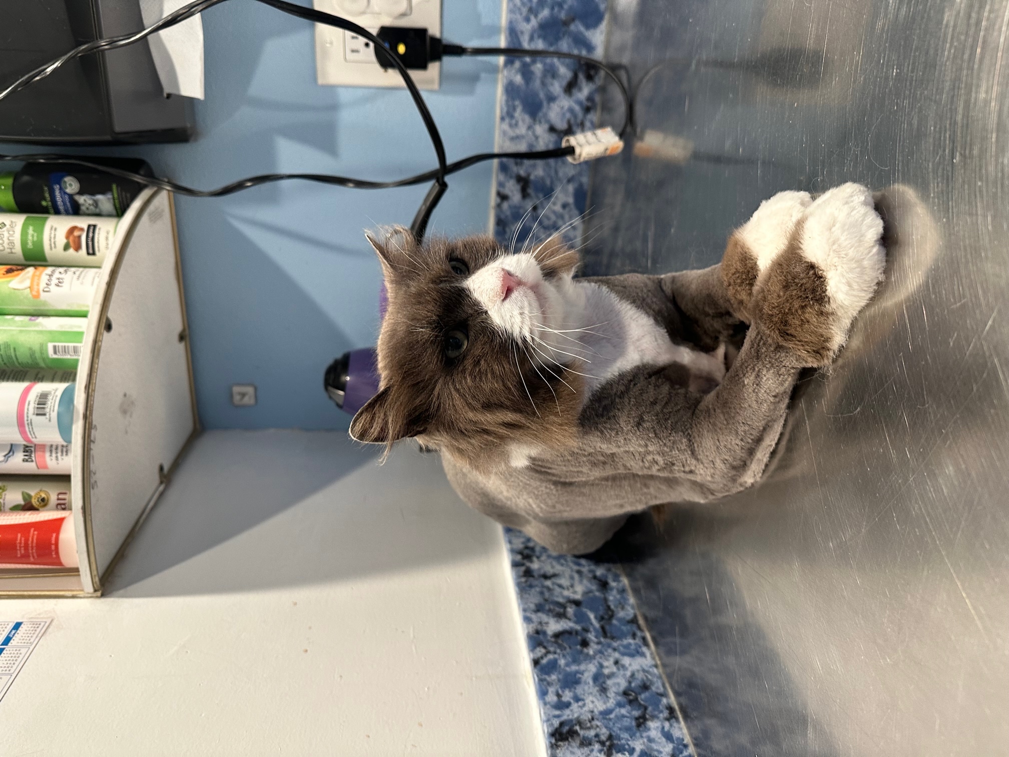 Elegant Body shave on a cat