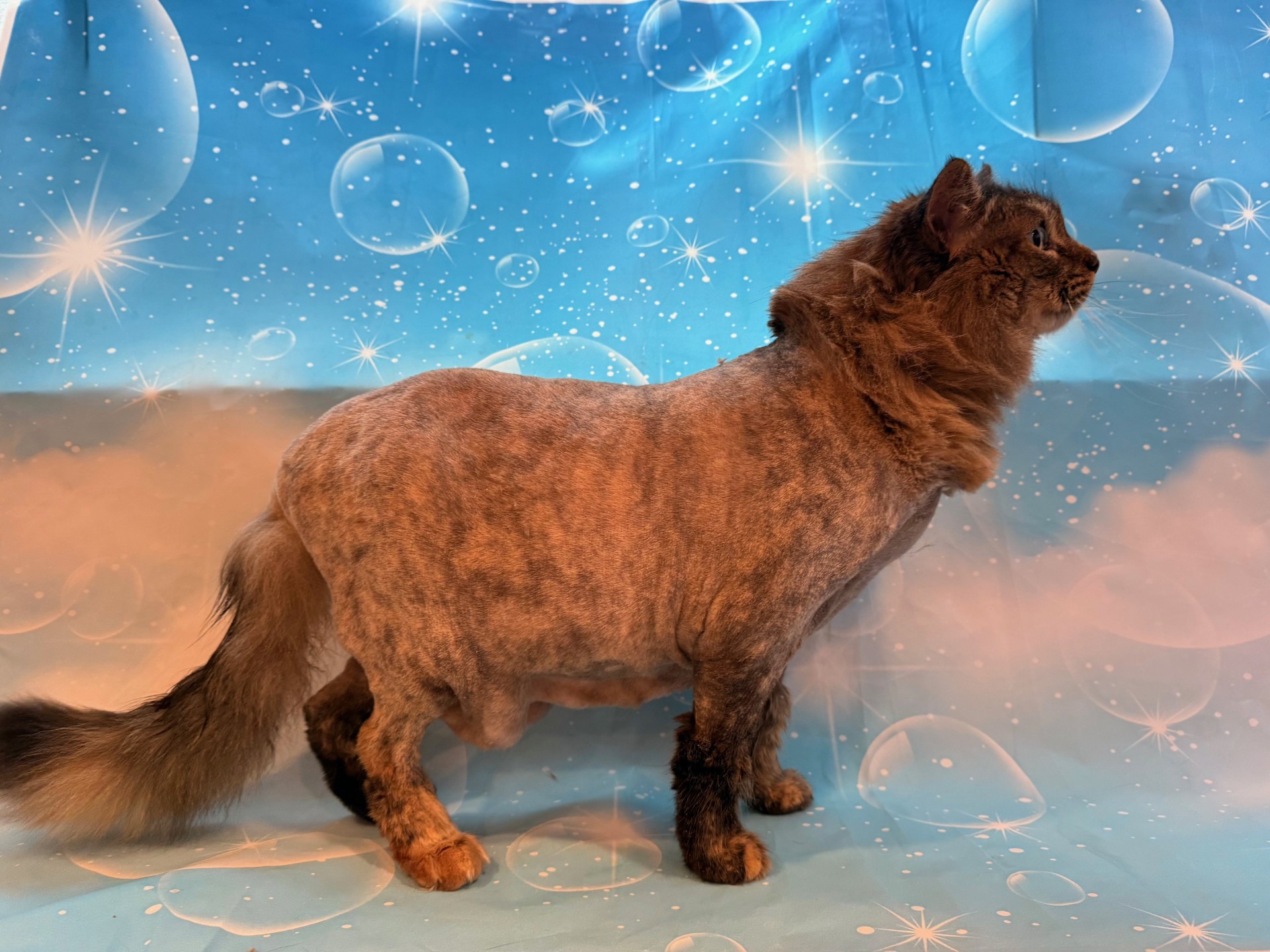 Lion Cut without Pom Tail.