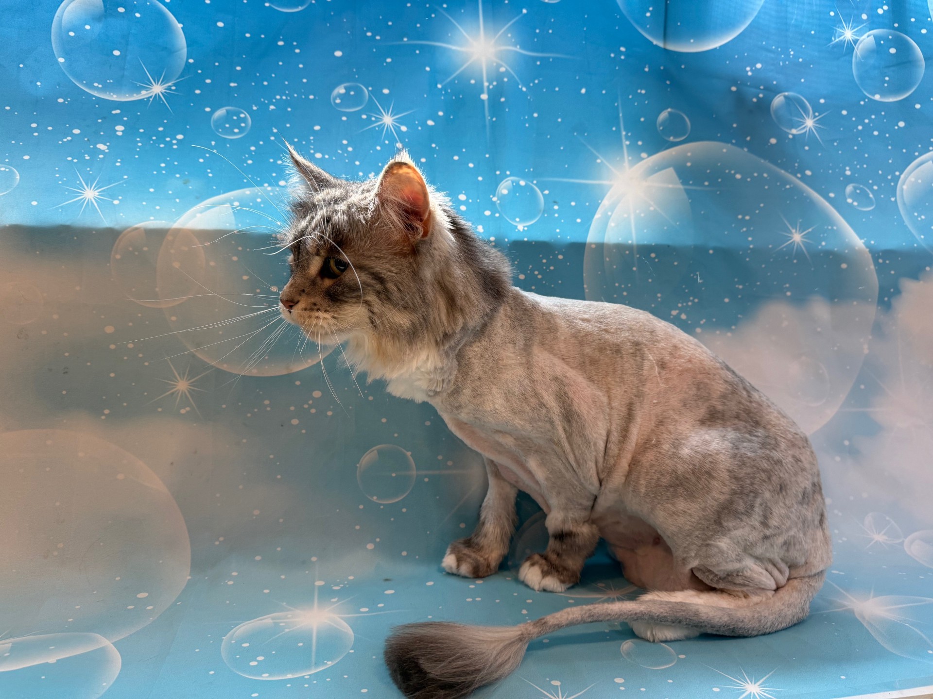 Another Lion Cut with Pom Tail