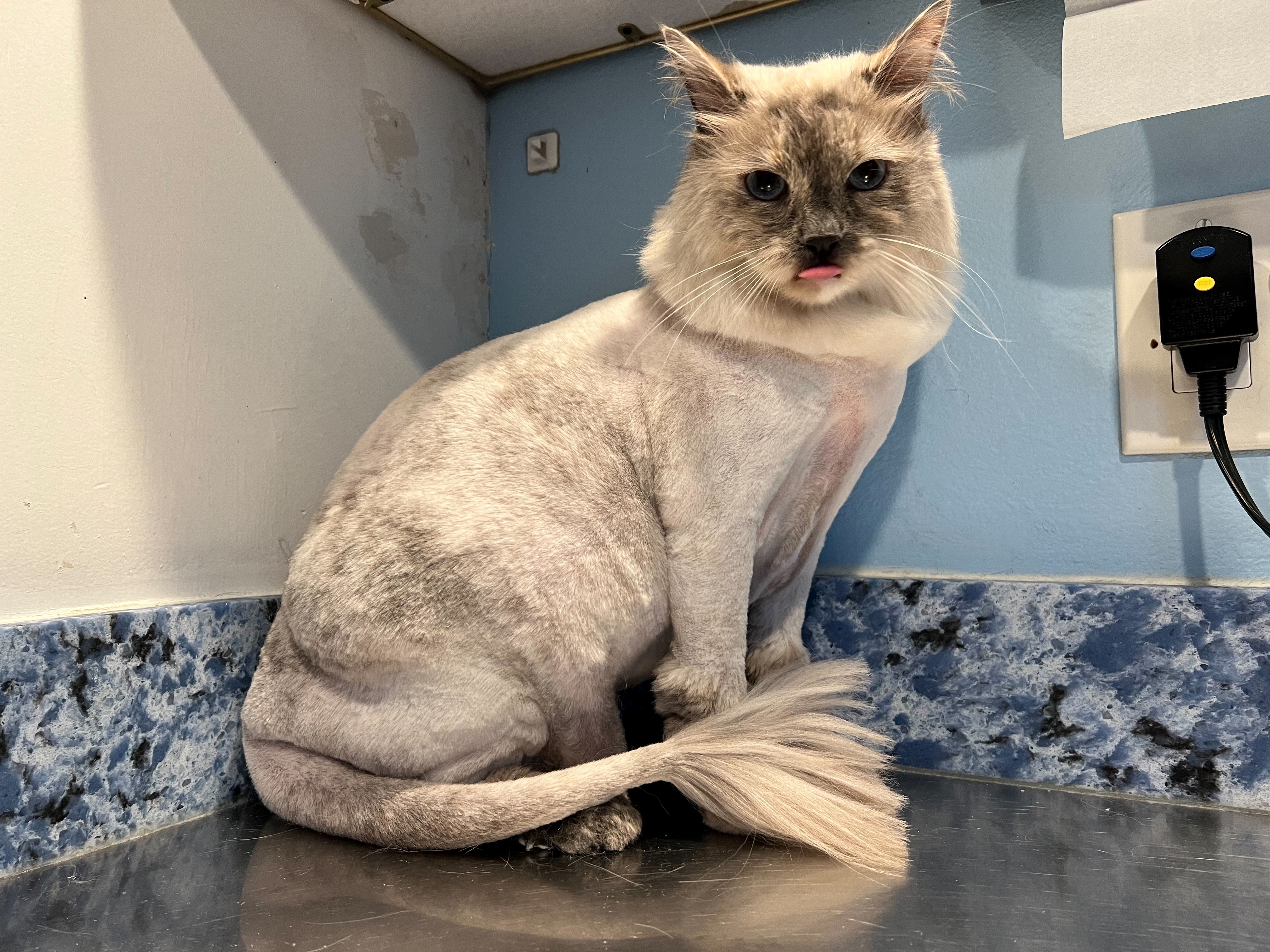 Lion Cut with Pom Tail
