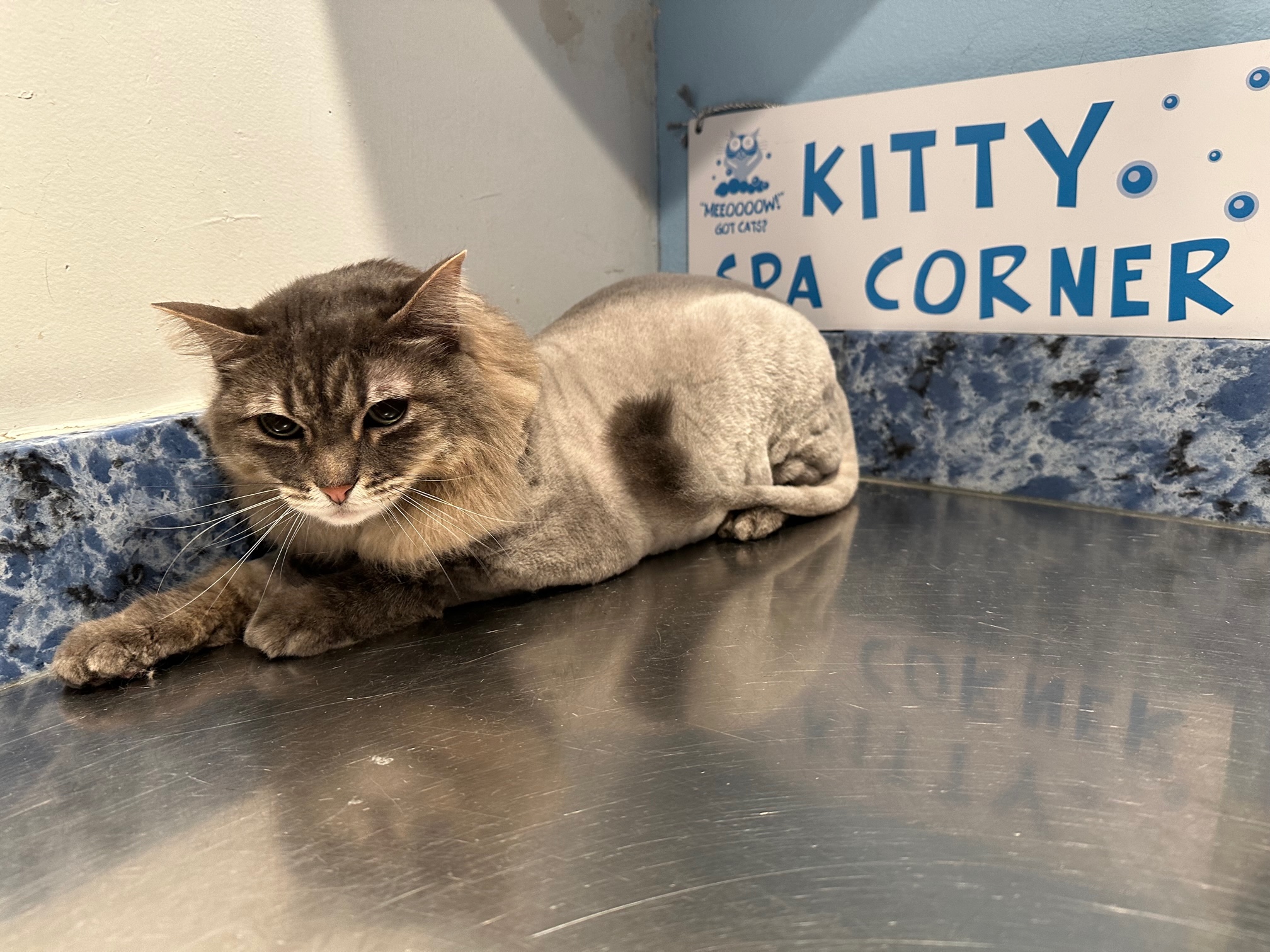 Lion Cut with Pom Tail.