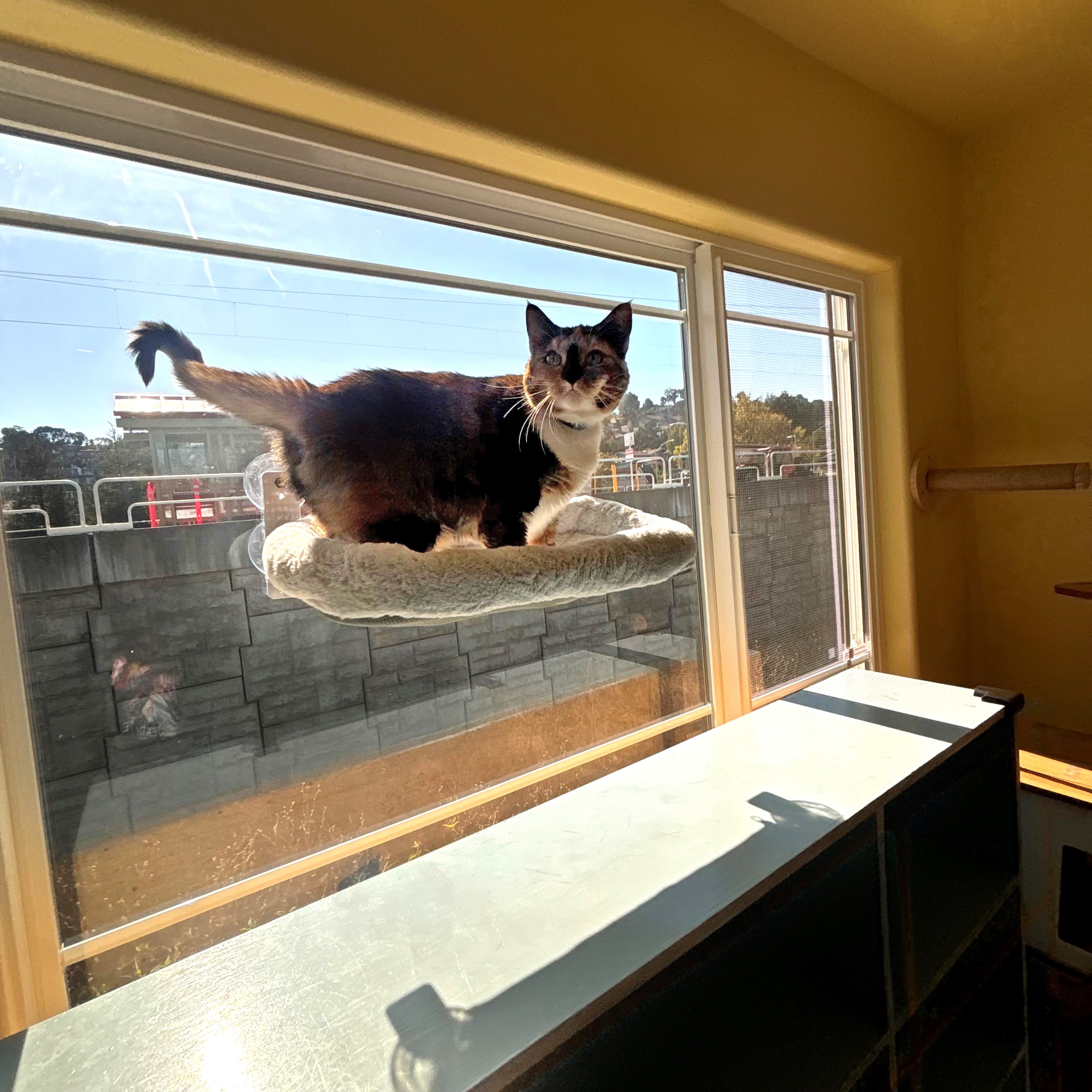Cat sunbathing in our sanctuary room