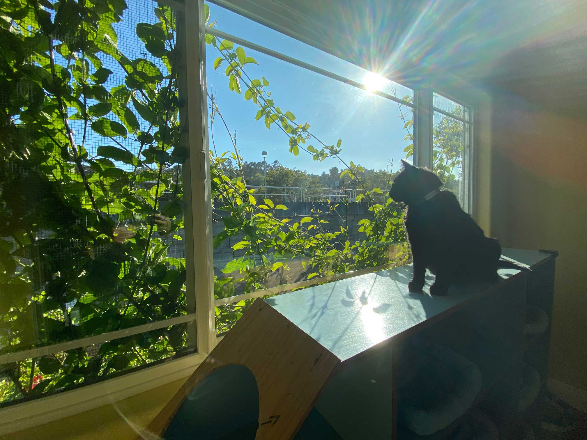 silhouette of a cat at the Cats' inn