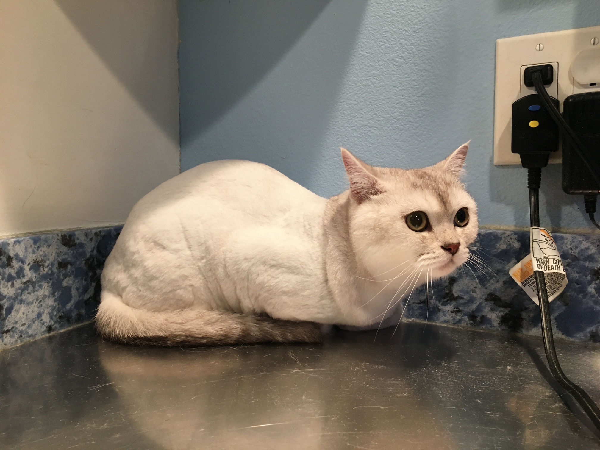 Trim fur cut for cats