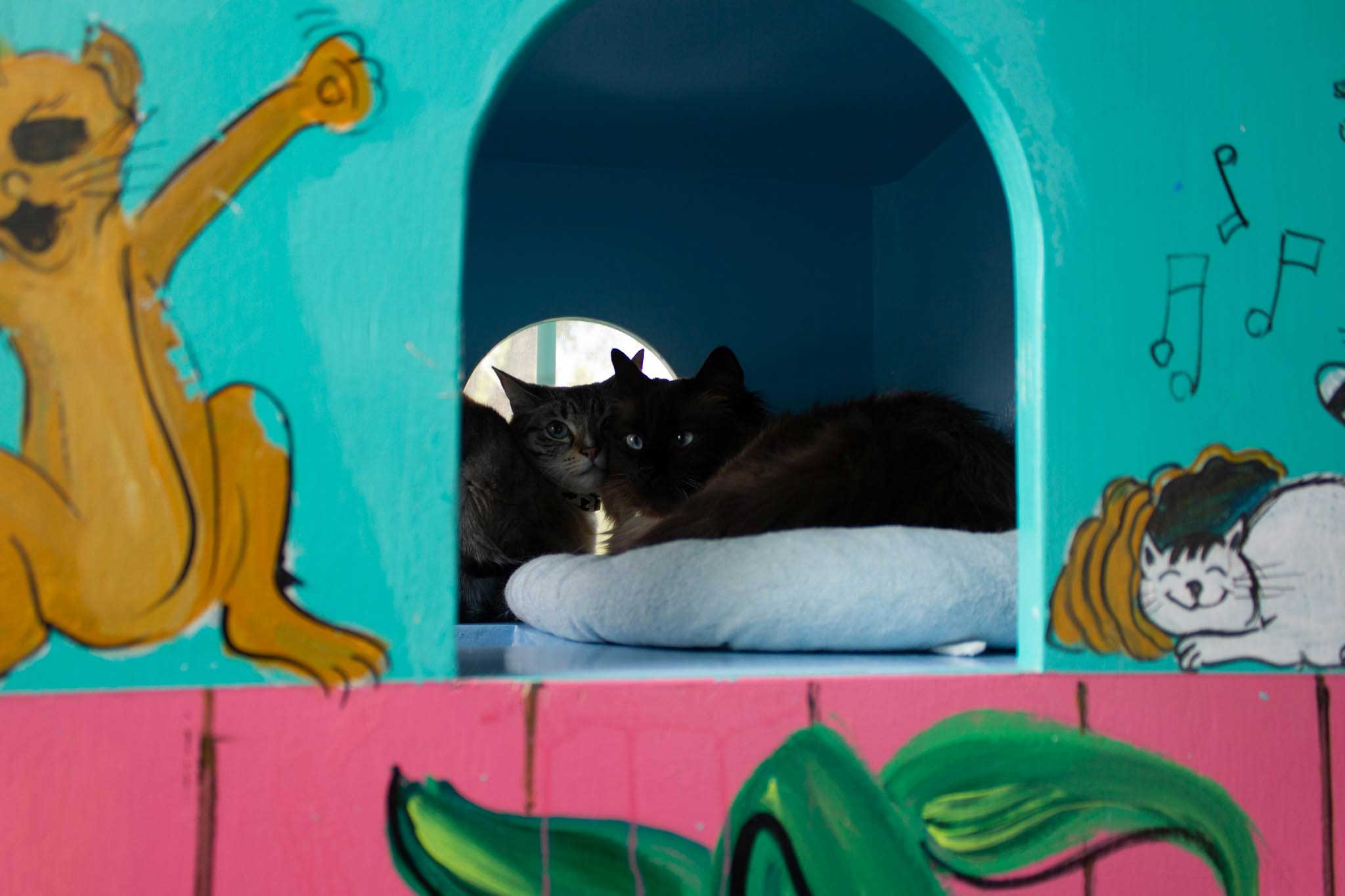 Playrooms for cats