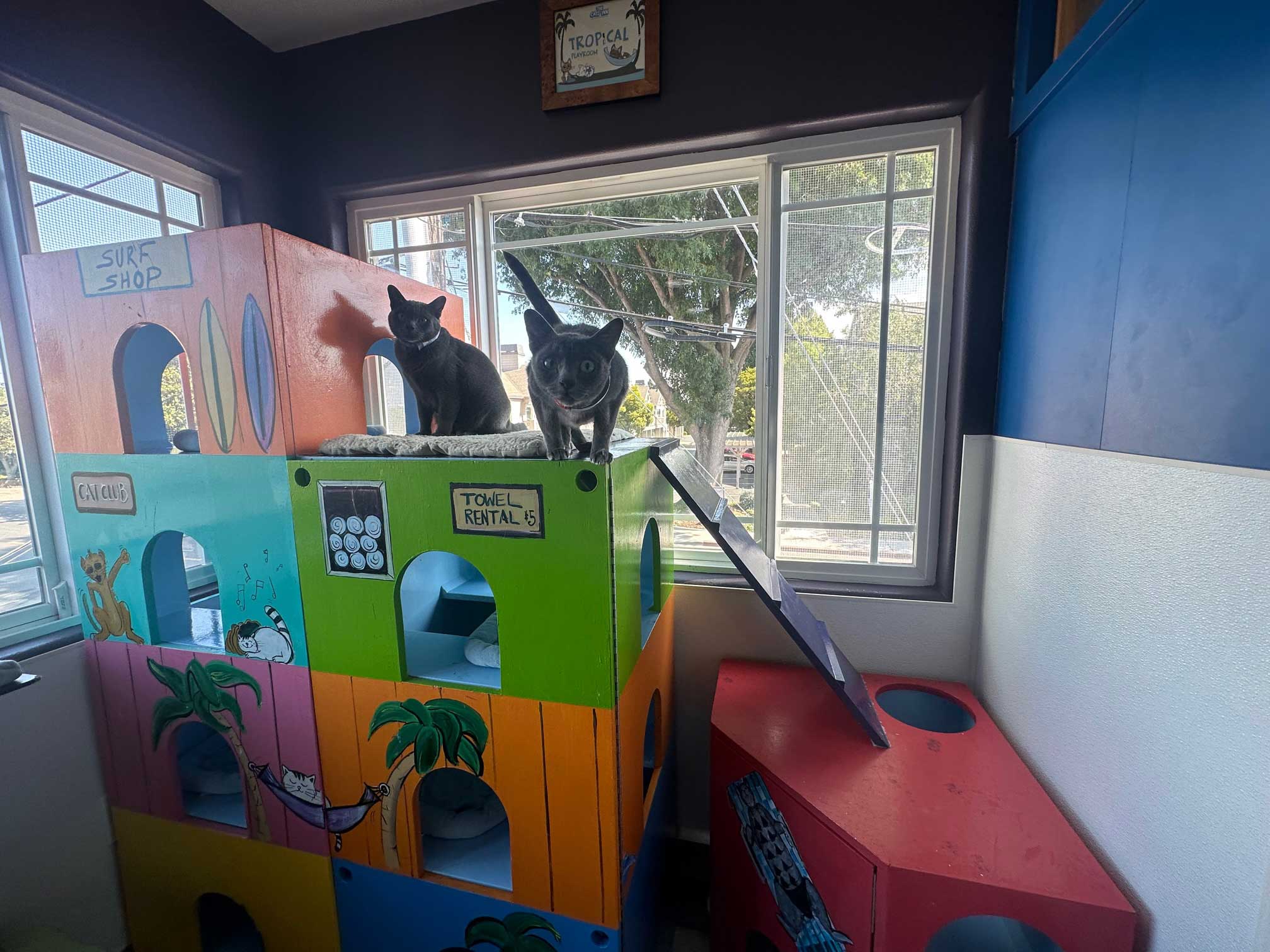 Cats enjoy our playrooms