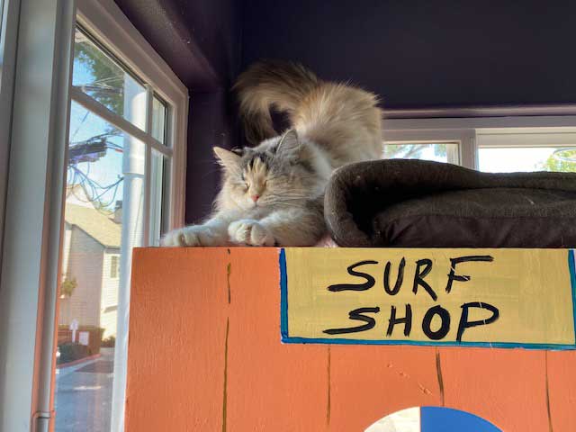 Cat at the surf shop