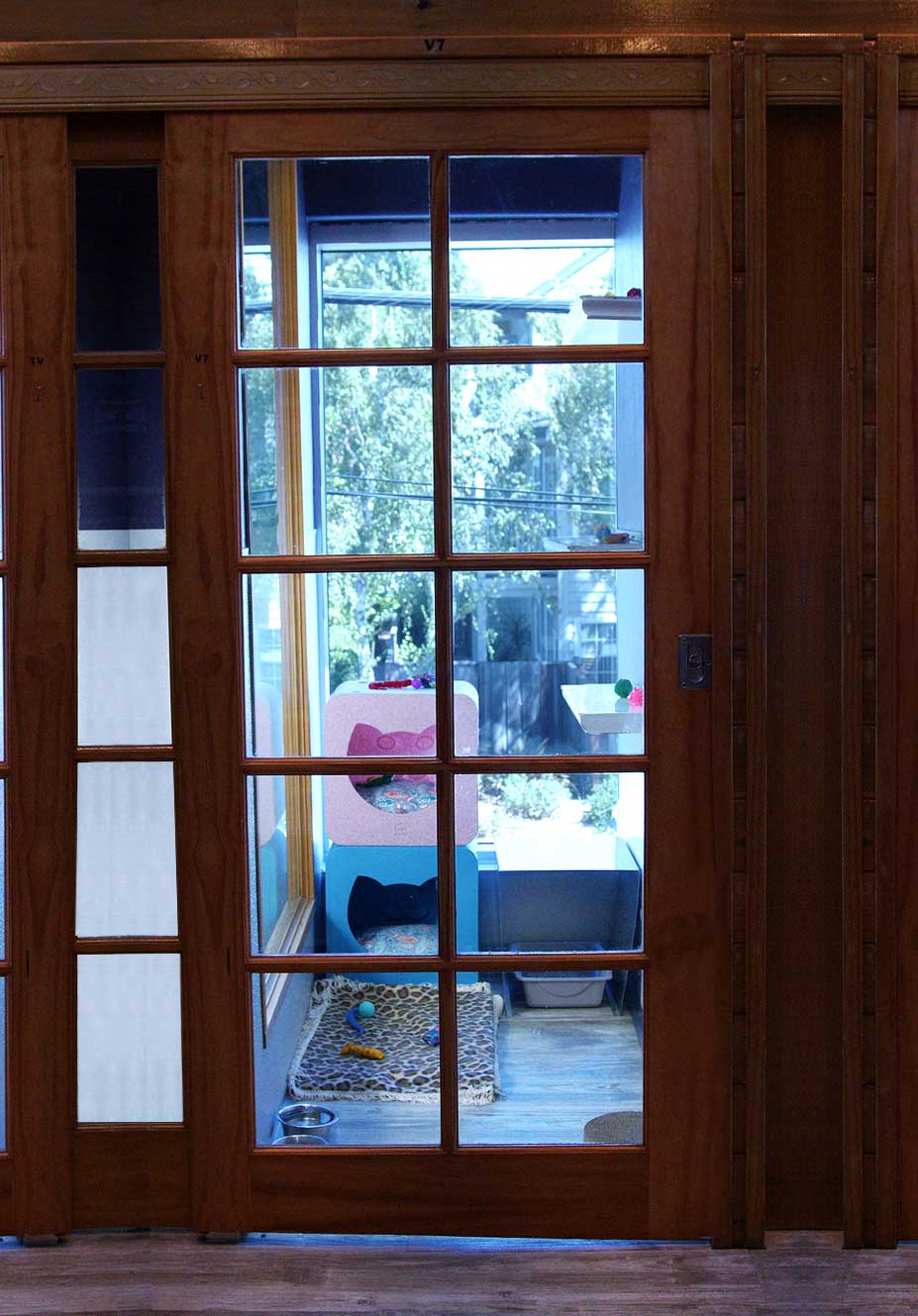 Cat room with a view