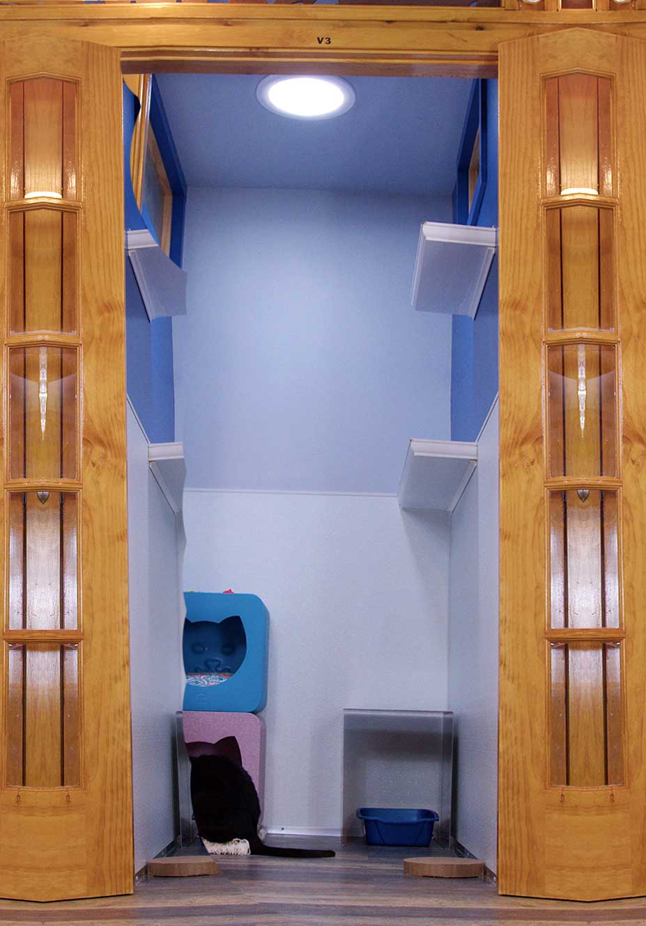 cats enjoy our villa suite