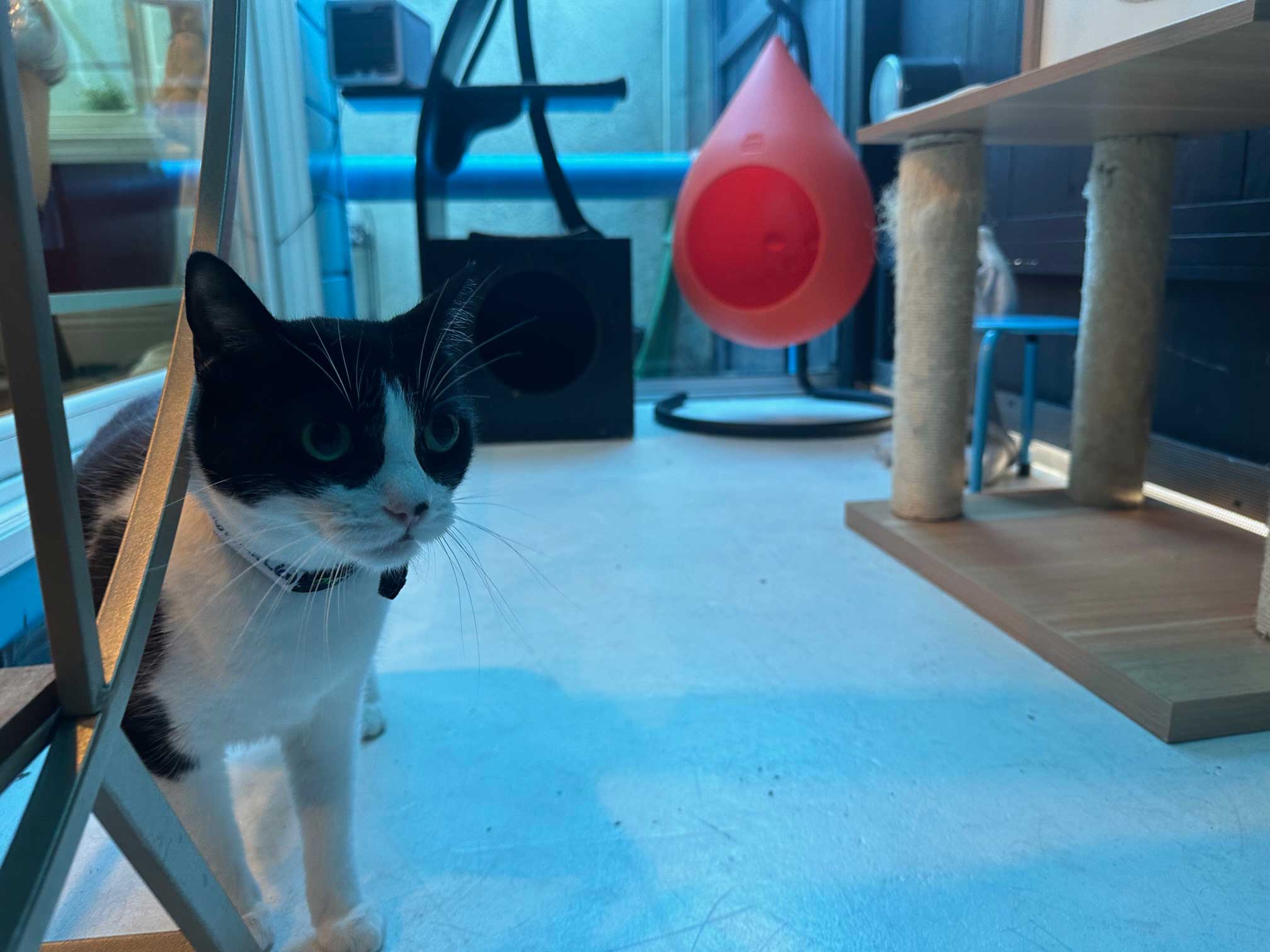 cat checking out our Zen room